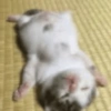 Gatinhos 10
