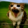 Meowl meme cat🐱✨ 6