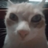 Gatos 23