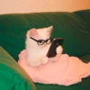 Cat 24