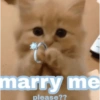 marry me please??