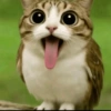Meowl meme cat🐱✨ 7