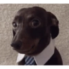 Random cursed chistoso perros 13