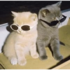 Cat 11