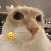 Gatos emoji 6