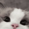 Gatinhos 5