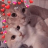 Gatitos Amor 😍 13