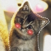 🐾Gatitos Cute🐈💖 18