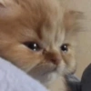 🌈🐈‍⬛✨️Gatos Funny Mood✨️🐈‍⬛🌈 9