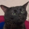 REAÇÕES DE GATOS 6
