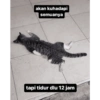 Mending tidur dek 10