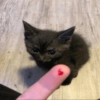 🐱•🙂Michi Moods🙂•🐱 5