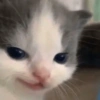 🌈🐈‍⬛✨️Gatos Funny Mood✨️🐈‍⬛🌈 11