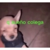Shitpost de Animalitos 🤑😈 5