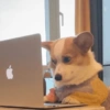 Cosas de Perritos 4🤎🐶✨ 10