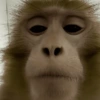Monkey 🐒 30