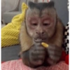 Macaco ✅️ 5