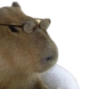 Capybara 2 12