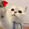 Animais com Emoji de Flor 🌹 22