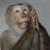 Memes macaco 6