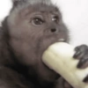 APENAS MACACOS 🤣 7