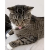 Cat 19