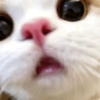 Gatinhos 24