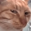 REAÇÕES DE GATOS 11