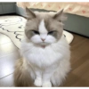 Cat 27