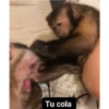 Tu cola