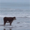Sadness reactions 9