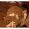 CatscatacatsDIECI 11