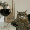 Gatitos Viciosos 🍻🥃 8
