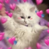 Gatitos Amor 😍 20