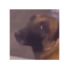 Perritos Juzgando graciosos 👀 25