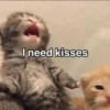 CatscatacatsDIECI 5
