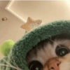 GATOS 🐱 16