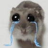 Rata triste Hámster Meme 🐹 25