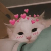 Gatitos Amor 😍 6