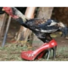 Vale a pena baixar esse 🪶🐓 9