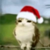 Meowl meme cat🐱✨ 15