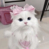 ~ Gatos Cute ☁🤍 7