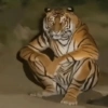 Lobo na pele de cordeiro 8