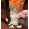 Meme kucing 1 7
