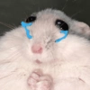 Rata triste Hámster Meme 🐹 28