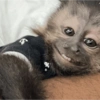 Macaquinhos reagindo 🐒 20