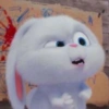 This is Snowball❄️🐰✨ 8