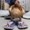 Vale a pena baixar esse 🪶🐓 12