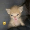 Gatos emoji 🙃 6