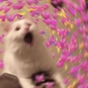 Gatitos Amor 😍 16
